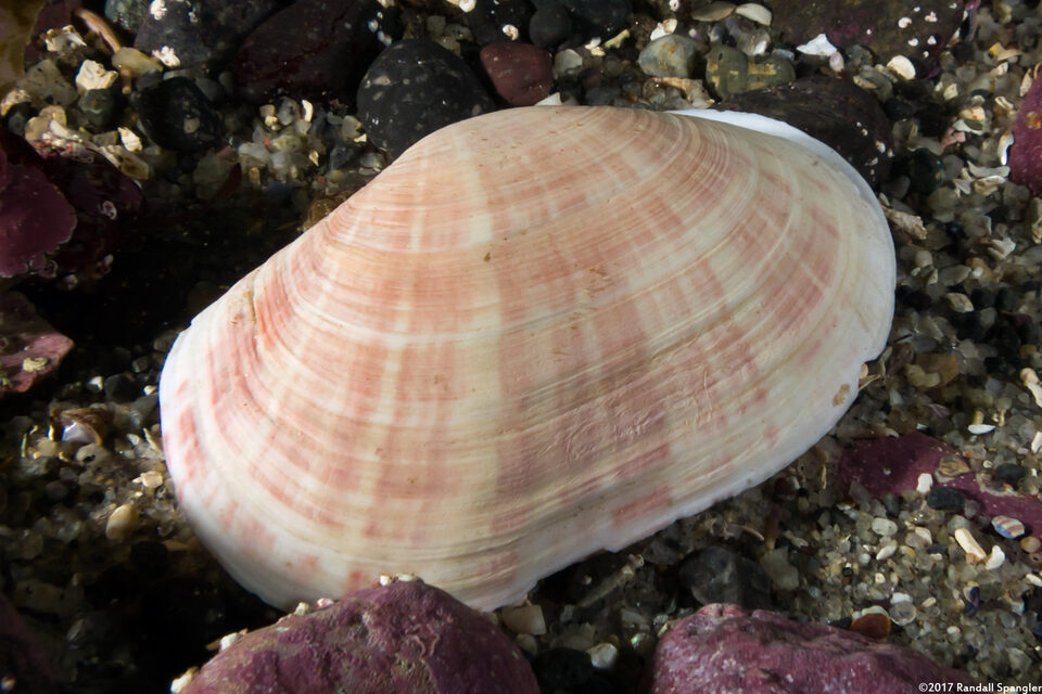 Gari californica (California Sunsetclam)