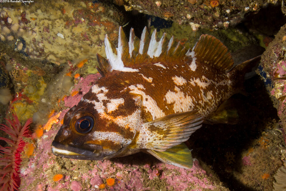 Sebastes carnatus (Gopher Rockfish)