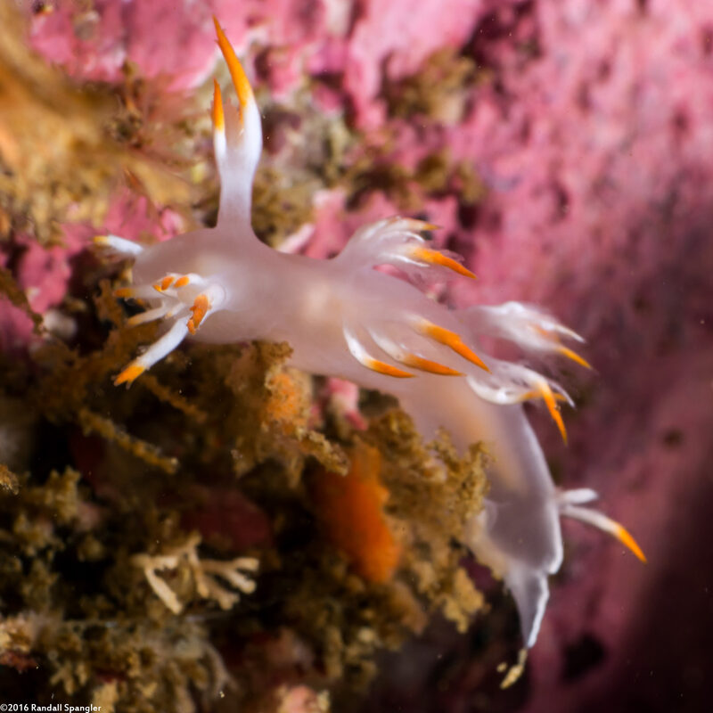 Dendronotus albus (White Dendronotus)