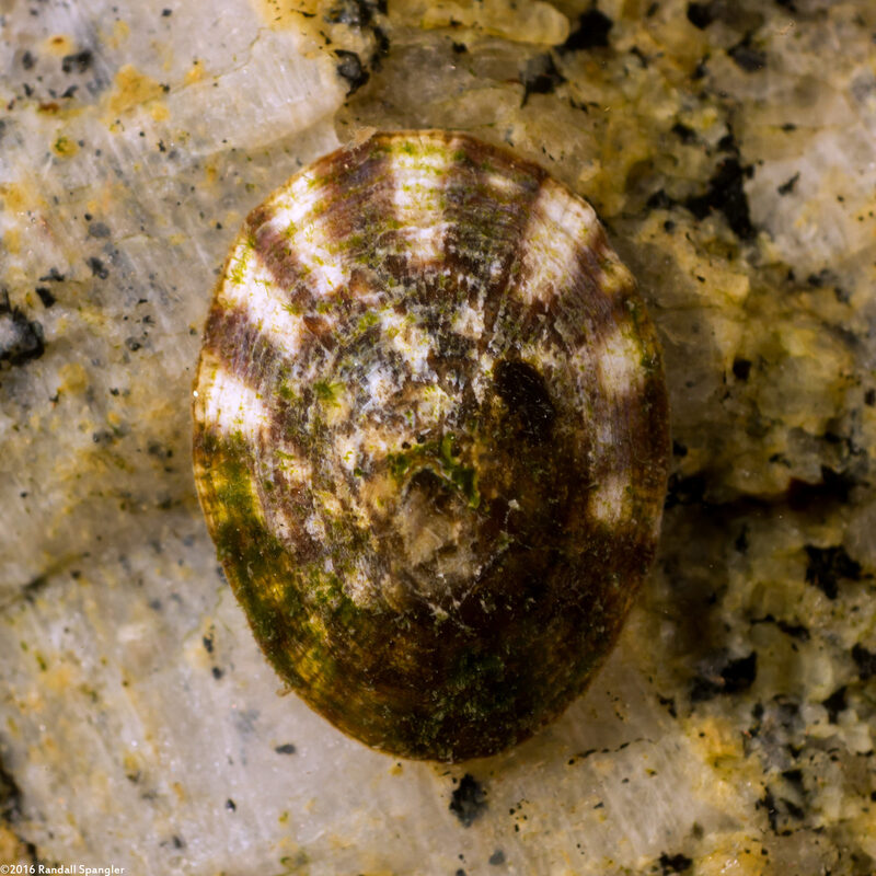 Lottia scutum (Pacific Plate Limpet)
