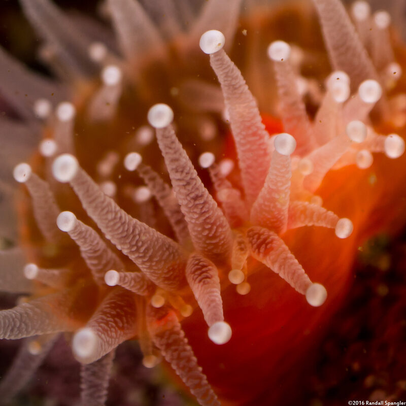 Corynactis californica (Club-Tipped Anemone); The little lumps on the sides of the tentacles are clumps of nematocysts, the anemones' stinging cells
