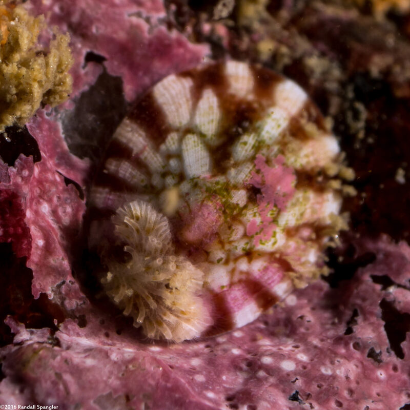 Testudinalia testudinalis (Common Tortoiseshell Limpet)