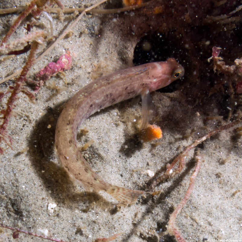 Rathbunella alleni (Stripefin Ronquil)