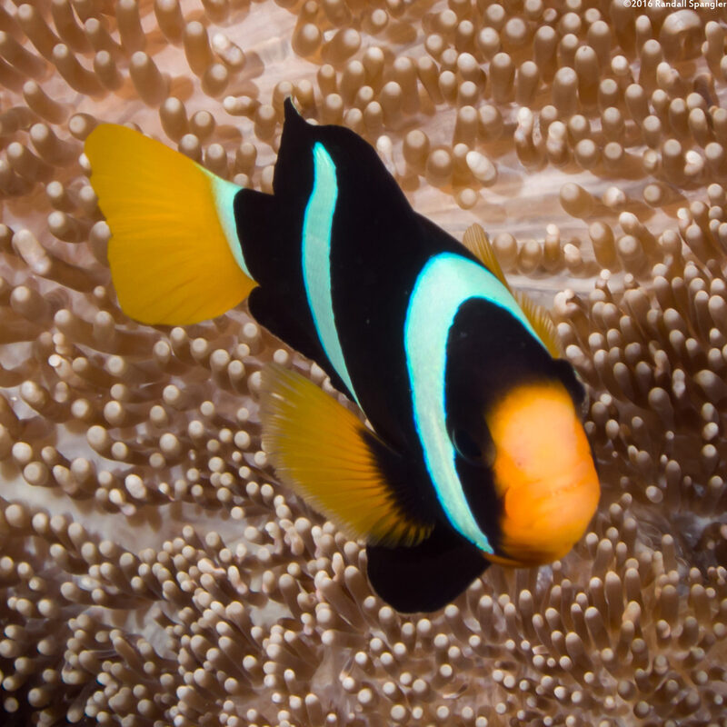 Amphiprion clarkii (Clark's Anemonefish)