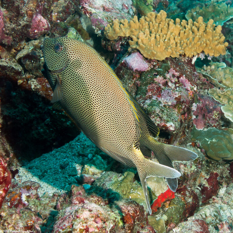 Siganus stellatus (Honeycomb Rabbitfish)