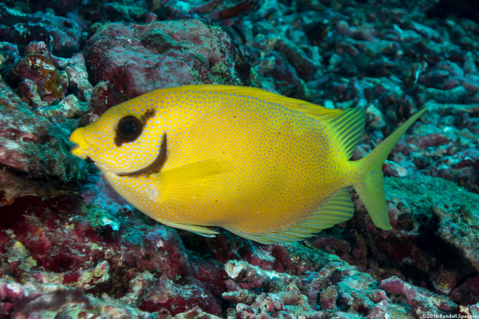 Siganus puelloides (Blackeye Rabbitfish)