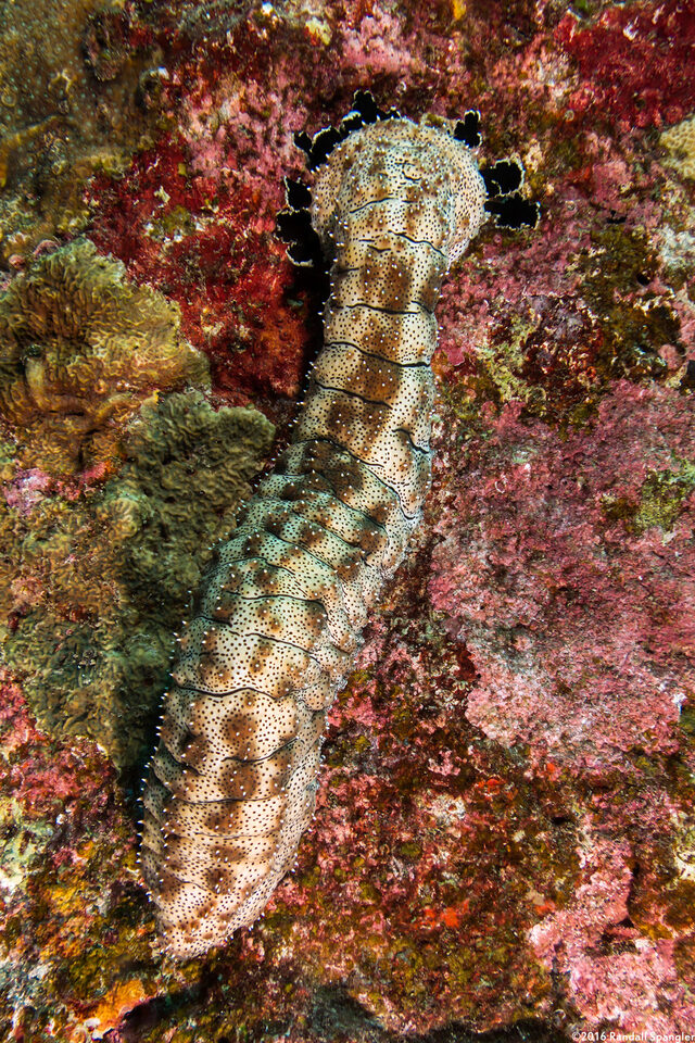 Pearsonothuria graeffei (Blackspotted Sea Cucumber)