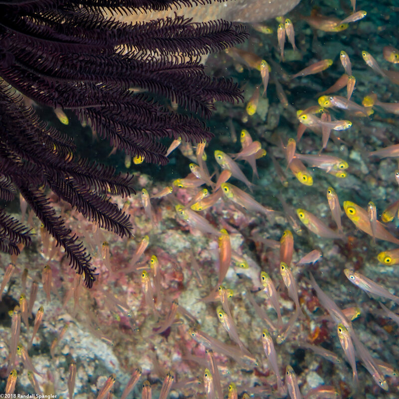 Parapriacanthus ransonneti (Golden Sweeper)