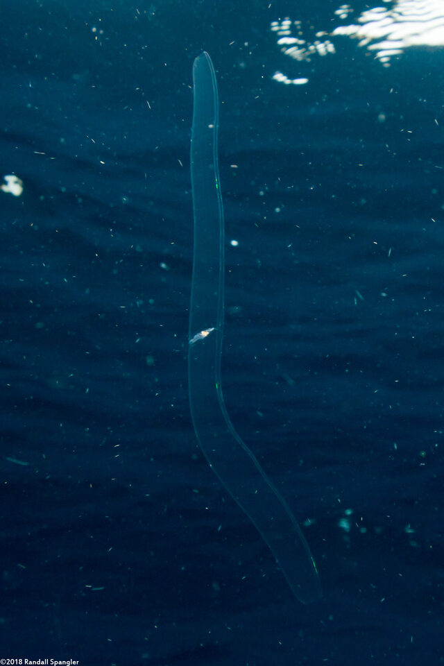 Cestum veneris (Venus's Girdle)