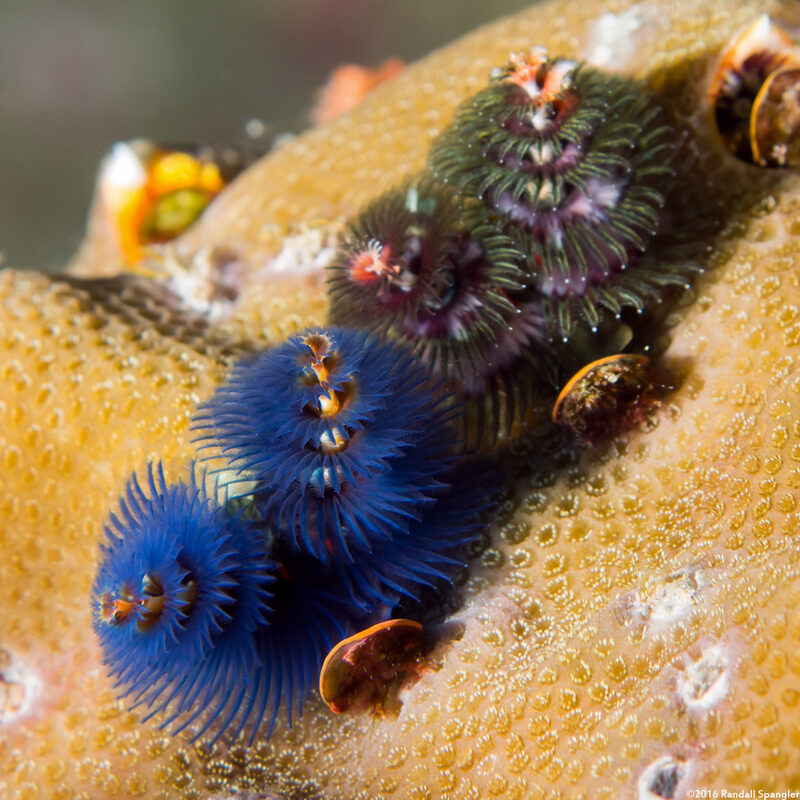 Spirobranchus sp.1 (Christmas Tree Worm)