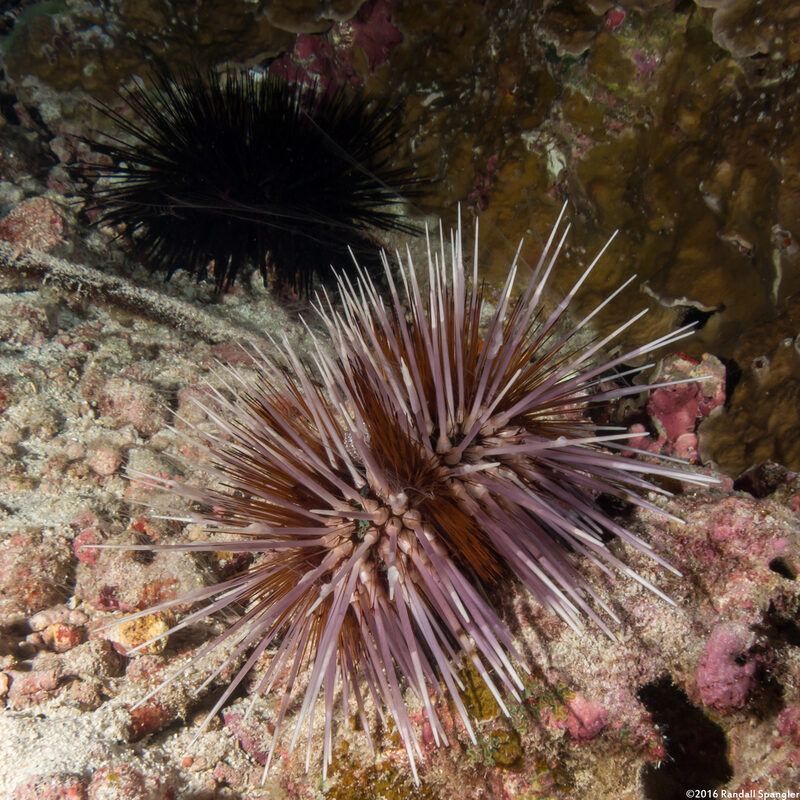 Echinothrix calamaris (Double-Spined Urchin)