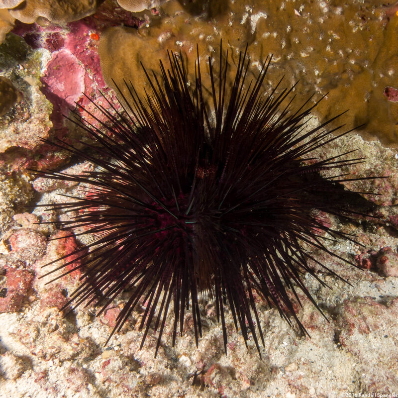 Echinothrix calamaris (Double-Spined Urchin)