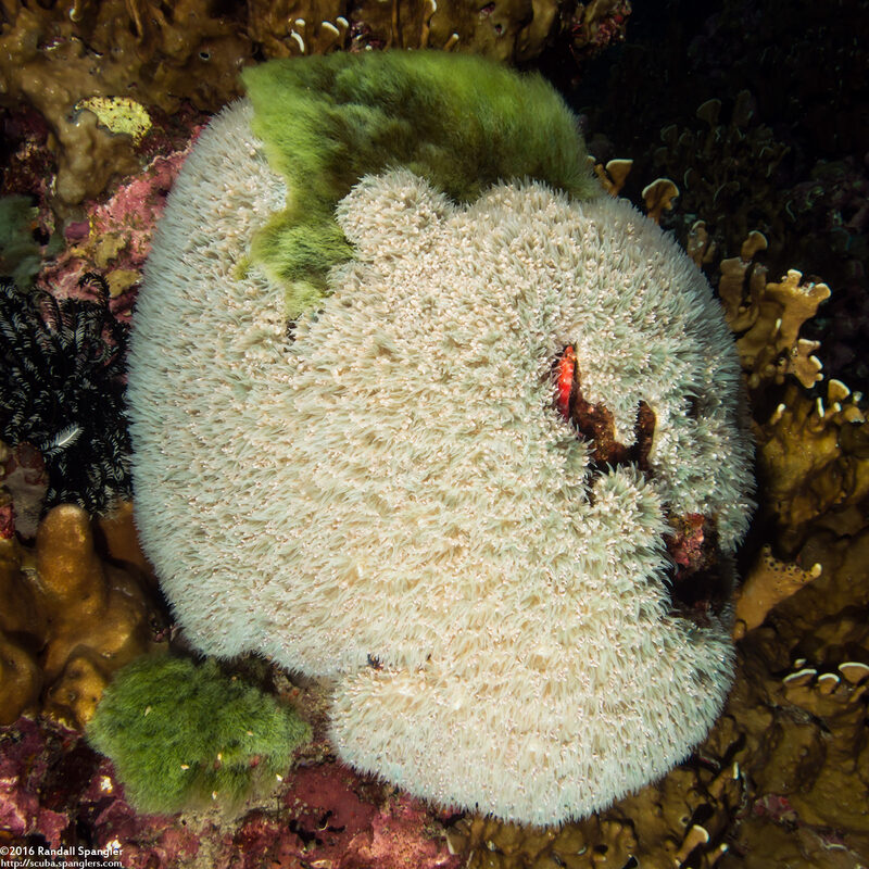 Physogyra lichtensteini (Grape Coral)