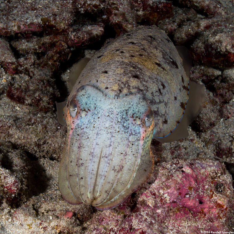 Sepia pharaonis (Pharaoh Cuttlefish)