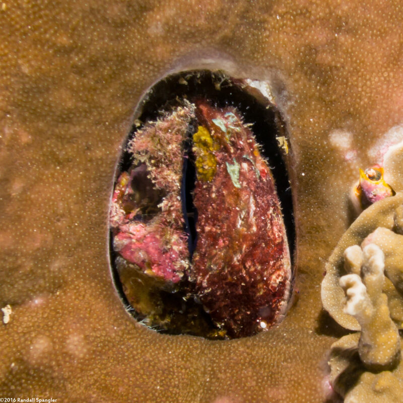 Lamarcka ventricosa (Ventricose Ark Clam)