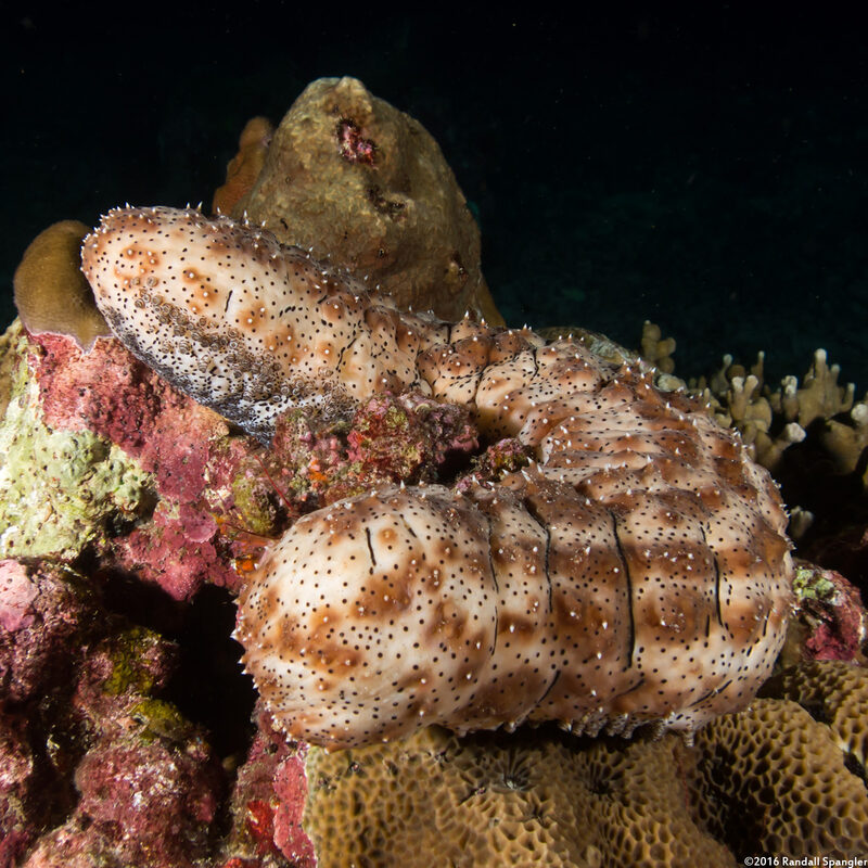 Pearsonothuria graeffei (Blackspotted Sea Cucumber)