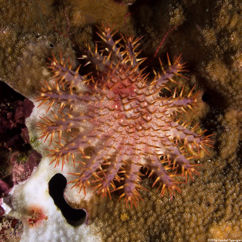 Acanthaster planci (Indian Crown-of-Thorns Star)