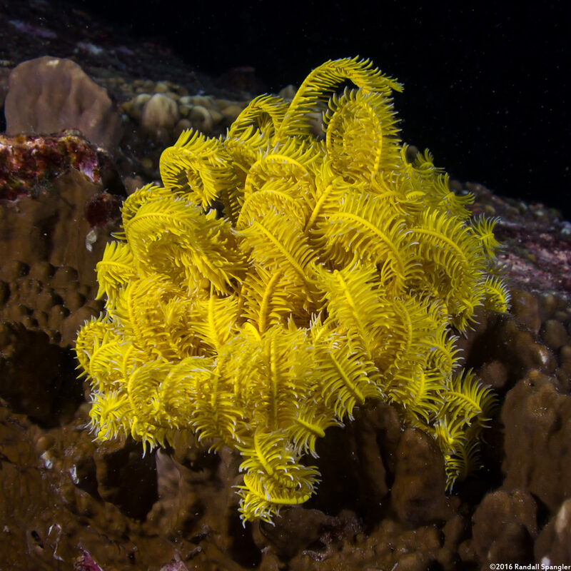 Anneissia bennetti (Bennett's Feather Star)