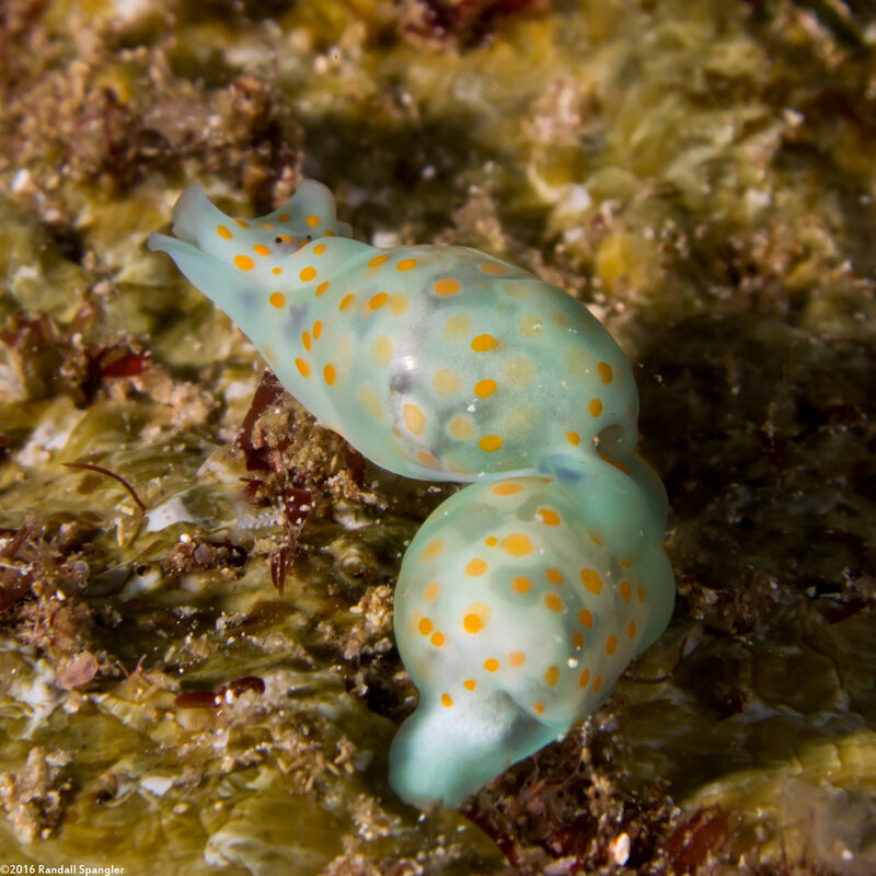 Lamprohaminoea cymbalum (Orange-Spotted Glassy Bubble)