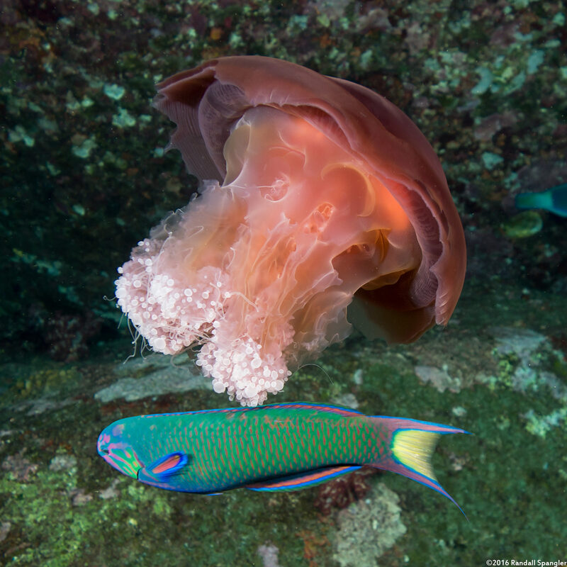 Crambione mastigophora (Rhizostome Jellyfish); Crescent wrasse eating jellyfish