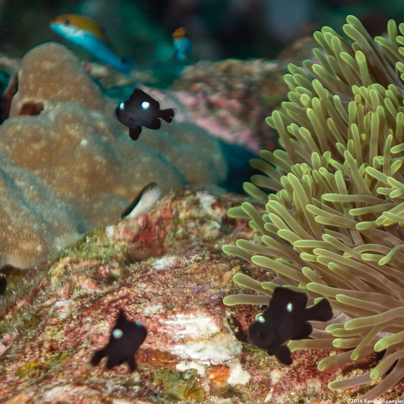 Dascyllus trimaculatus (Threespot Dascyllus)