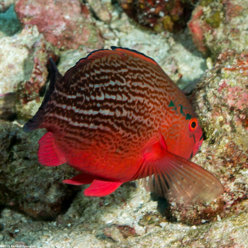 Scarus niger (Dusky Parrotfish)