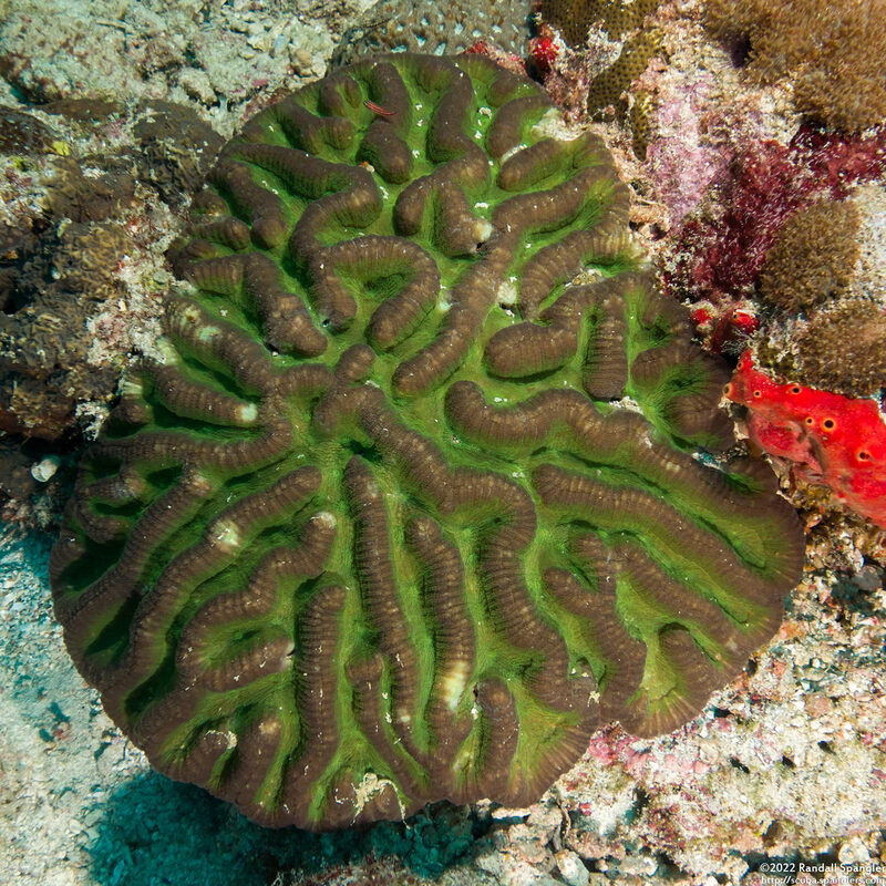 Lobophyllia radians (Lobophyllia Radians)