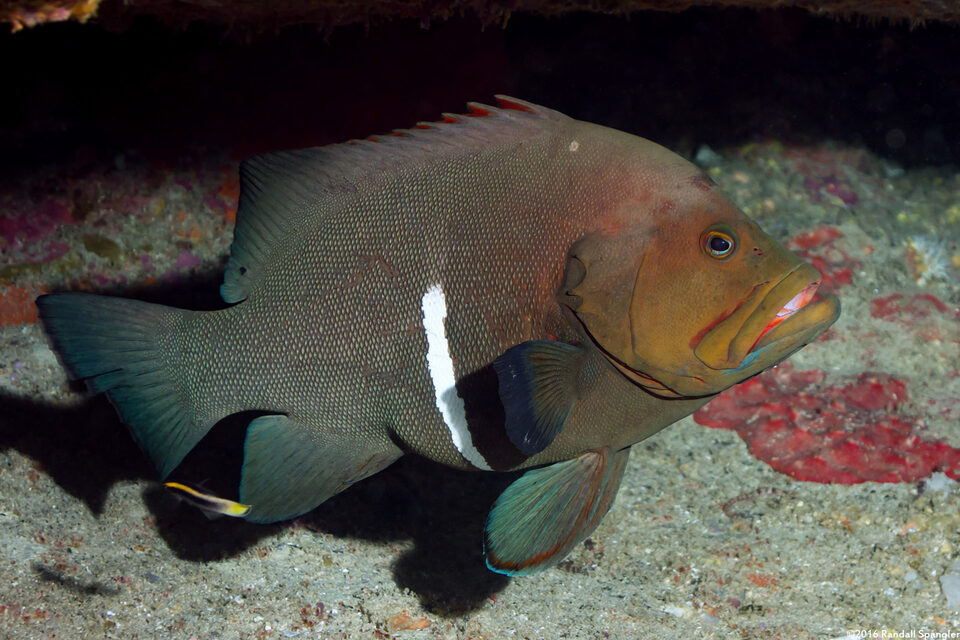 Aethaloperca rogaa (Redmouth Grouper)