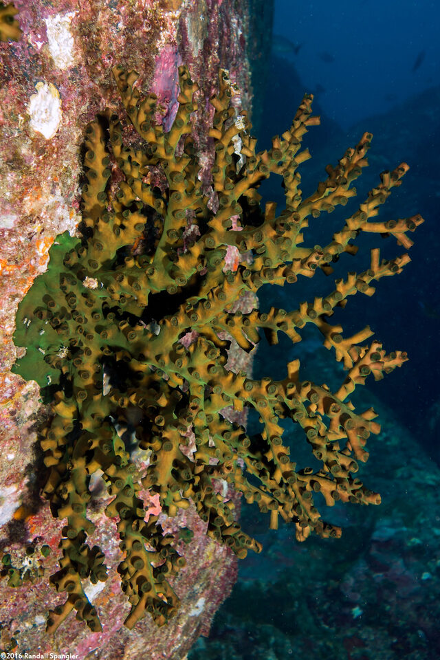 Tubastraea micranthus (Black Sun Coral)