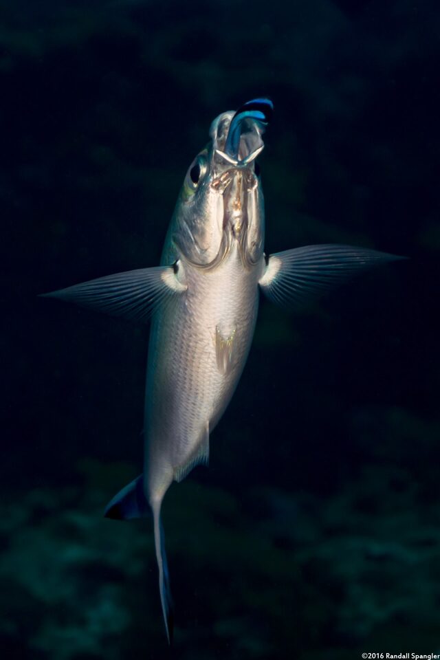 Caesio varilineata (Variable-Lined Fusilier); Bluestreak cleaner wrasse cleaning inside a fusilier's mouth