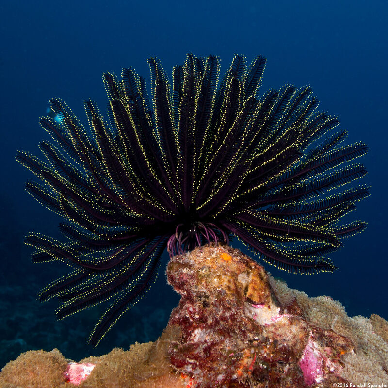 Capillaster sentosus (Thorny Feather Star)