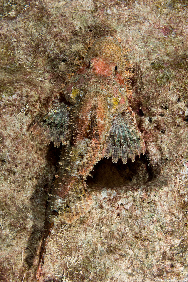 Scorpaenopsis oxycephala (Tasseled Scorpionfish)