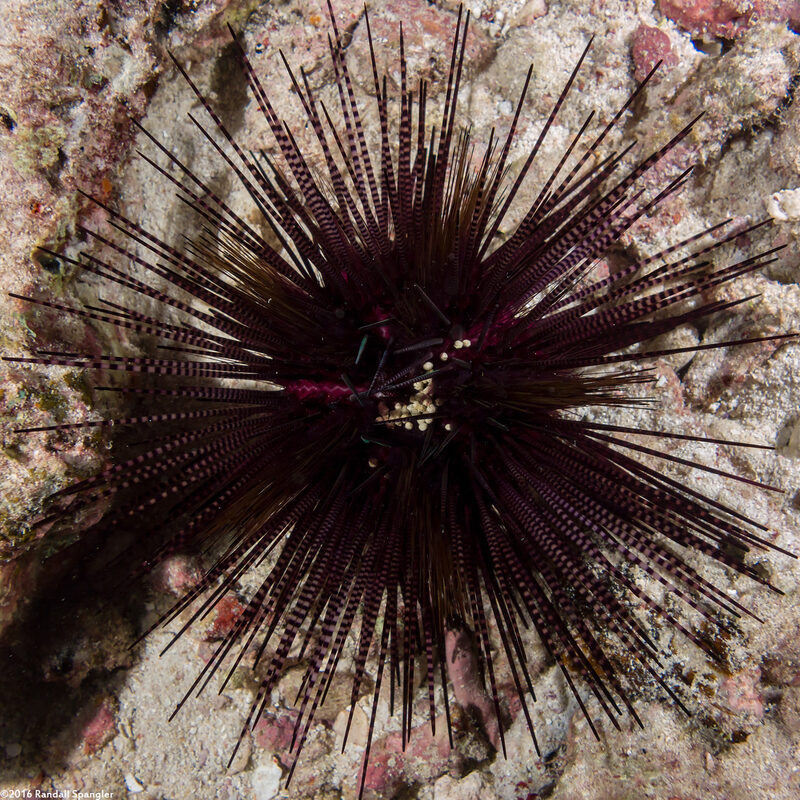 Echinothrix calamaris (Double-Spined Urchin)