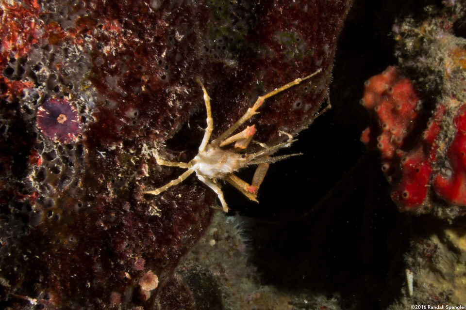 Naxioides taurus (Bull Hydroid Crab)