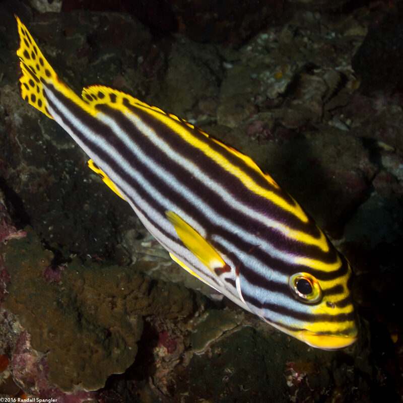Plectorhinchus vittatus (Oriental Sweetlips)