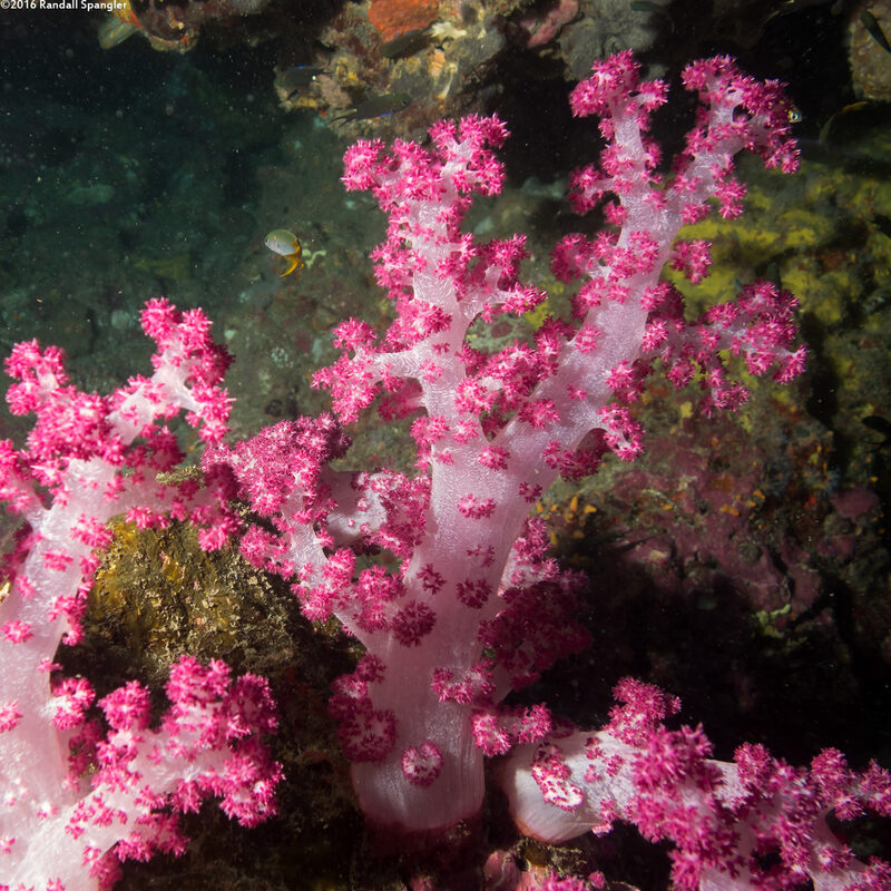 Dendronephthya sp.1 (Dendronephthya)