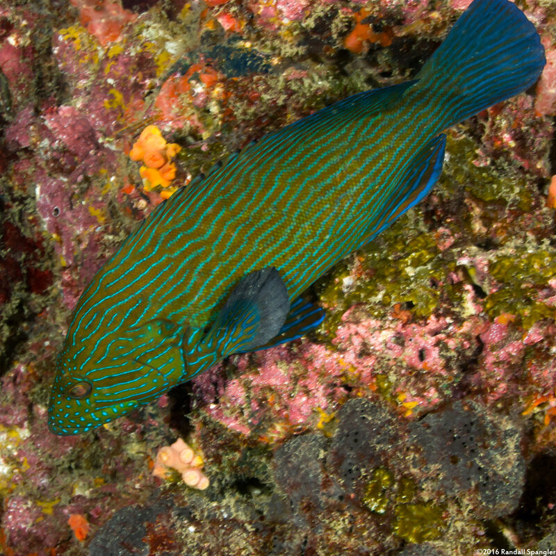 Cephalopholis formosa (Bluelined Grouper)
