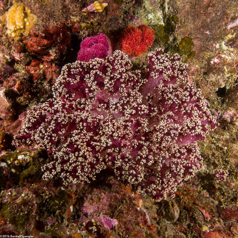 Dendronephthya sp.1 (Dendronephthya)