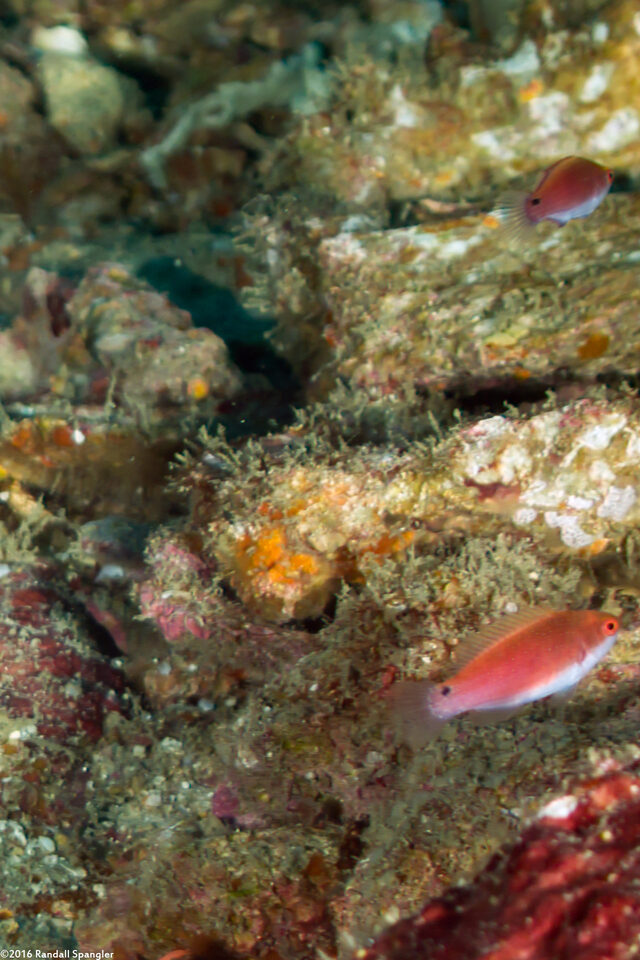 Cirrhilabrus exquisitus (Exquisite Fairy Wrasse)