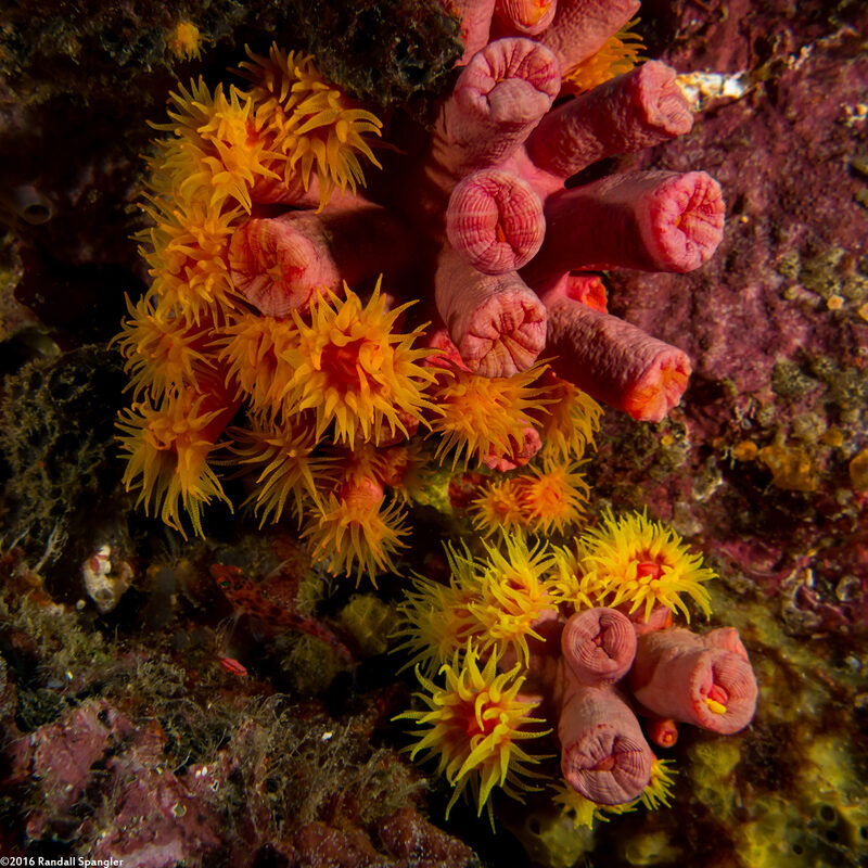 Tubastraea coccinea (Orange Cup Coral)