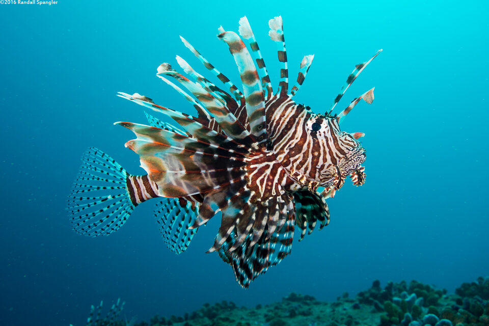 Pterois miles (Indian Lionfish)