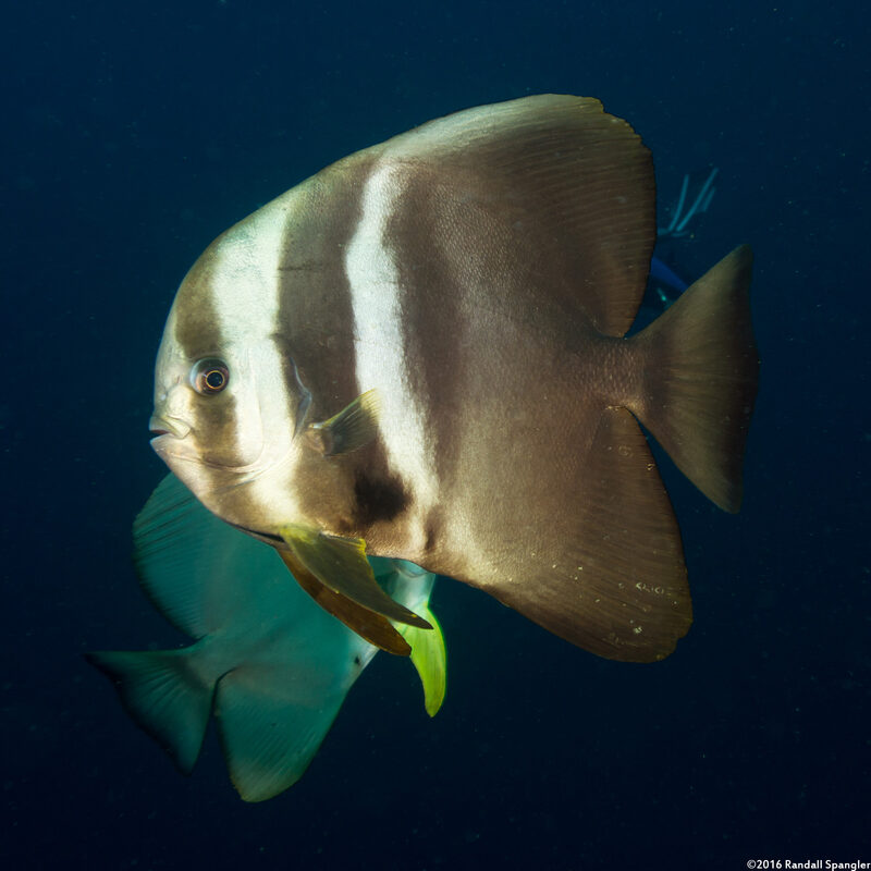 Platax teira (Longfin Spadefish)