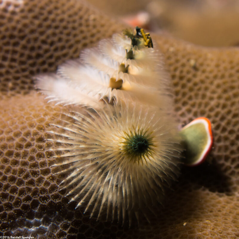 Spirobranchus sp.1 (Christmas Tree Worm)