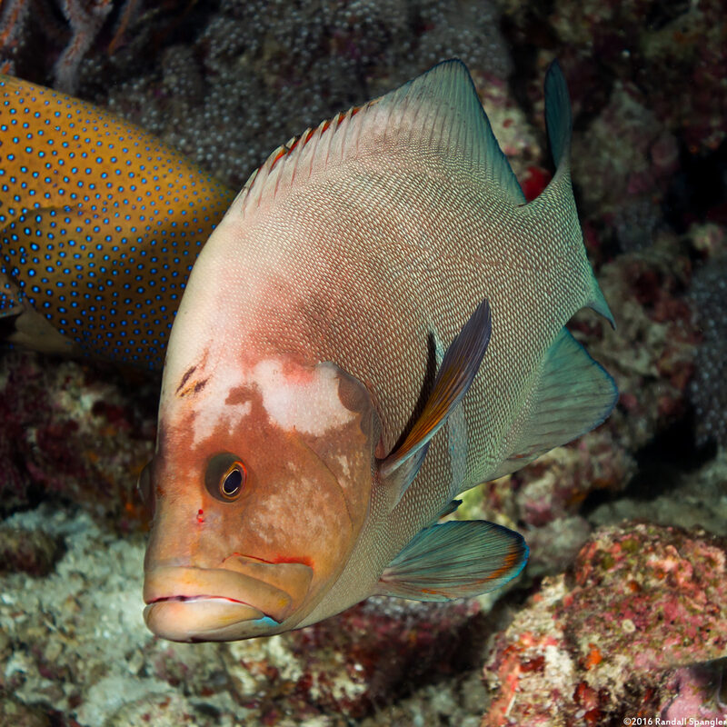 Aethaloperca rogaa (Redmouth Grouper)