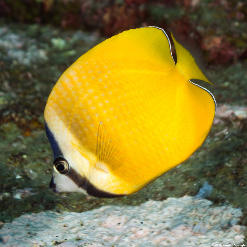 Chaetodon kleinii (Blacklip Butterflyfish)