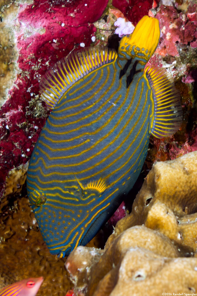 Balistapus undulatus (Orange-Lined Triggerfish)