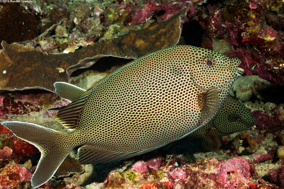 Siganus stellatus (Honeycomb Rabbitfish)