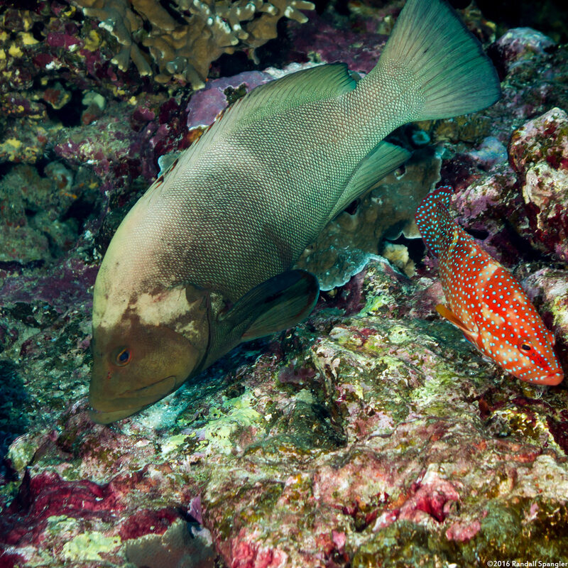 Aethaloperca rogaa (Redmouth Grouper)