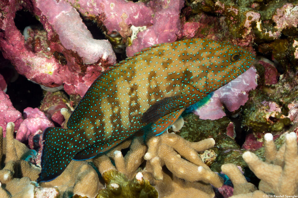 Cephalopholis polyspila (Starry Grouper)