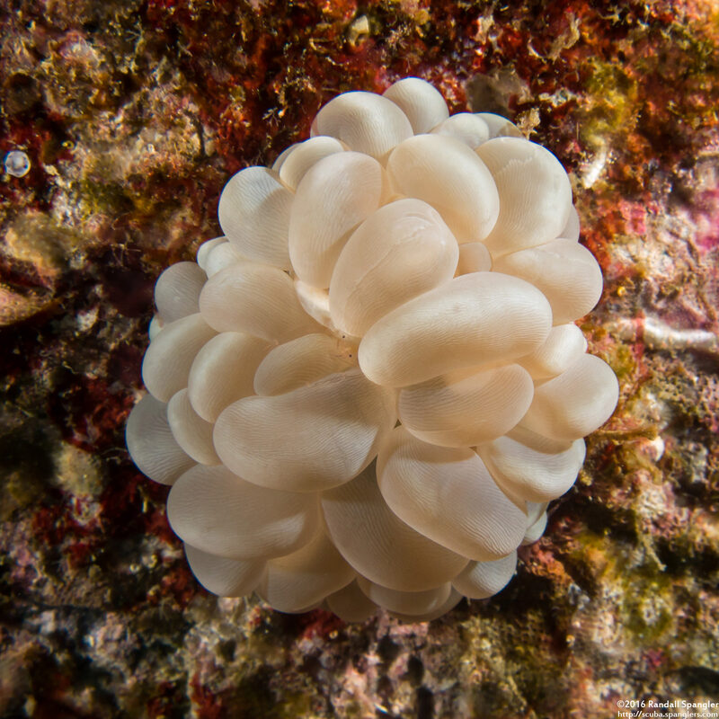 Plerogyra sinuosa (Pearl Bubble Coral)